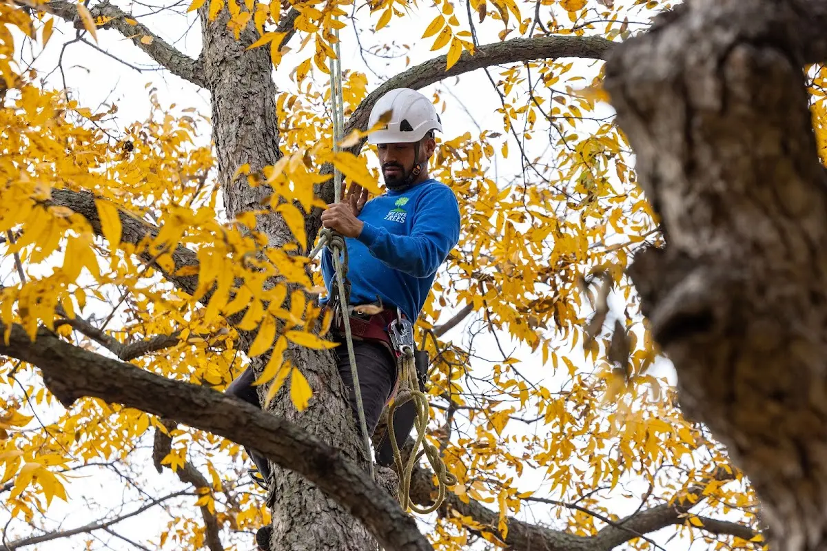 Skilled Tree Planing crew working in Attica