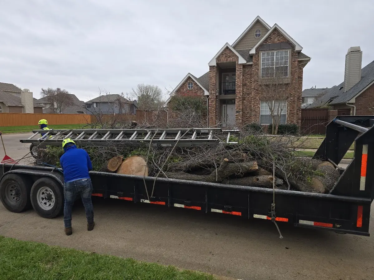 Expert Tree Removal with proper safety equipment in Attica